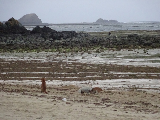 Dogs on Kuta beach